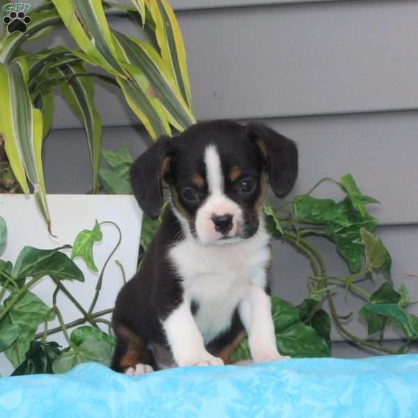 Molasses, Boston Terrier Mix Puppy